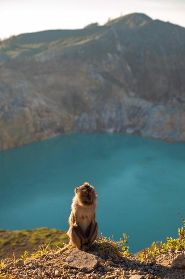 Farila Kelimutu Lodge Eksteriør bilde